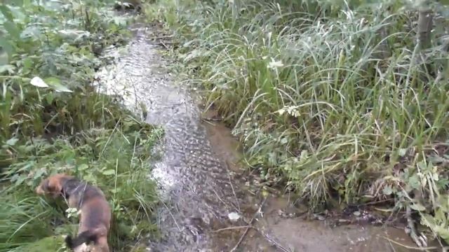 Охота капканами 159.На родник за водой, смотреть онлайн