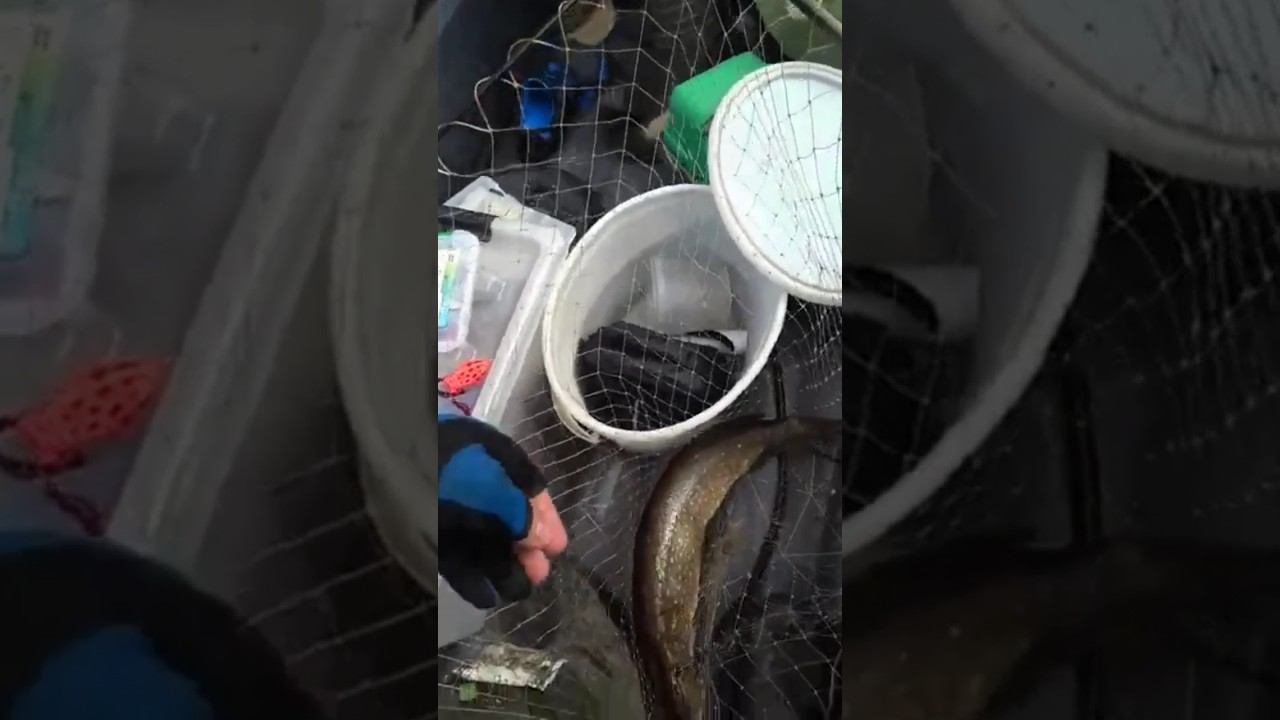 щука на яркий силикон смотреть онлайн