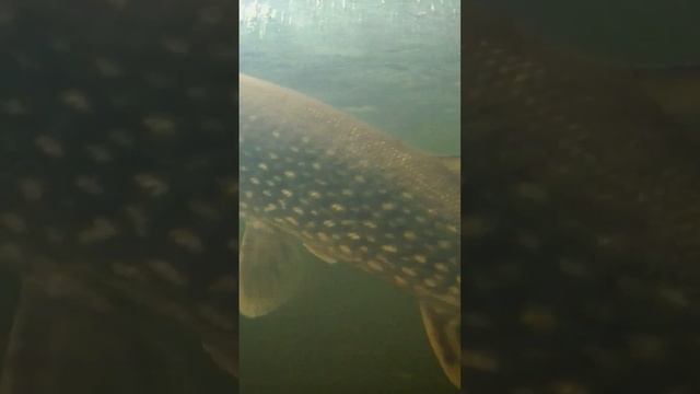 щука подо льдом смотреть онлайн