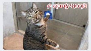 Приколы с котами! С ОЗВУЧКОЙ! - Смешные коты и собаки! НОВЫЕ СМЕШНЫЕ ЖИВОТНЫЕ!