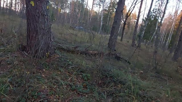 Лес вблизи Гнездово. Памяти Ольги Ивановны Сильновой. Лес Козьи Горы.