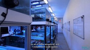 CORAL LAB LAUNCH. GREAT AQUACULTURE CORALS FOR ALL OUR CUSTOM-MADE AQUARIUMS BY REEF AQUARIA DESIGN
