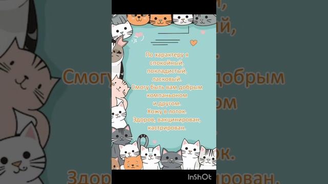 ☀ Яркое солнышко рыжий котик Паня ищет дом! 🏡🐈