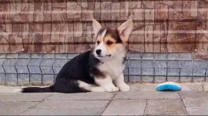 Крейзи Фрог