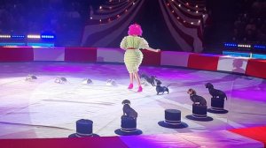 Цирк Собачки дресированные таксы-1001 песенка