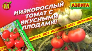 Новинка 2025! Низкорослый томат с вкусными плодами! ЗАРНИЦА 75 F1