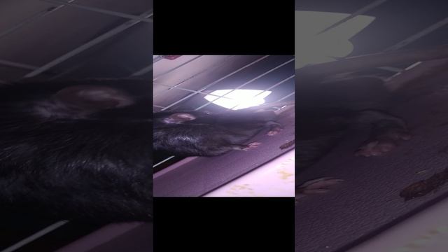 Крыски умываються смотреть онлайн