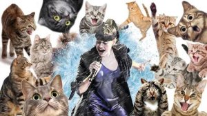 Какова жизнь котов поклонников Дианы Анкудиновой?