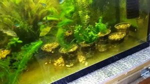 Быстрый обзор моего аквариумного хозяйства