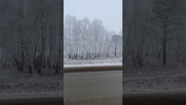 Мы в Иркутской области, с самого утра туман #поехалиснами #автопутешествиепороссии #постадионамкхл