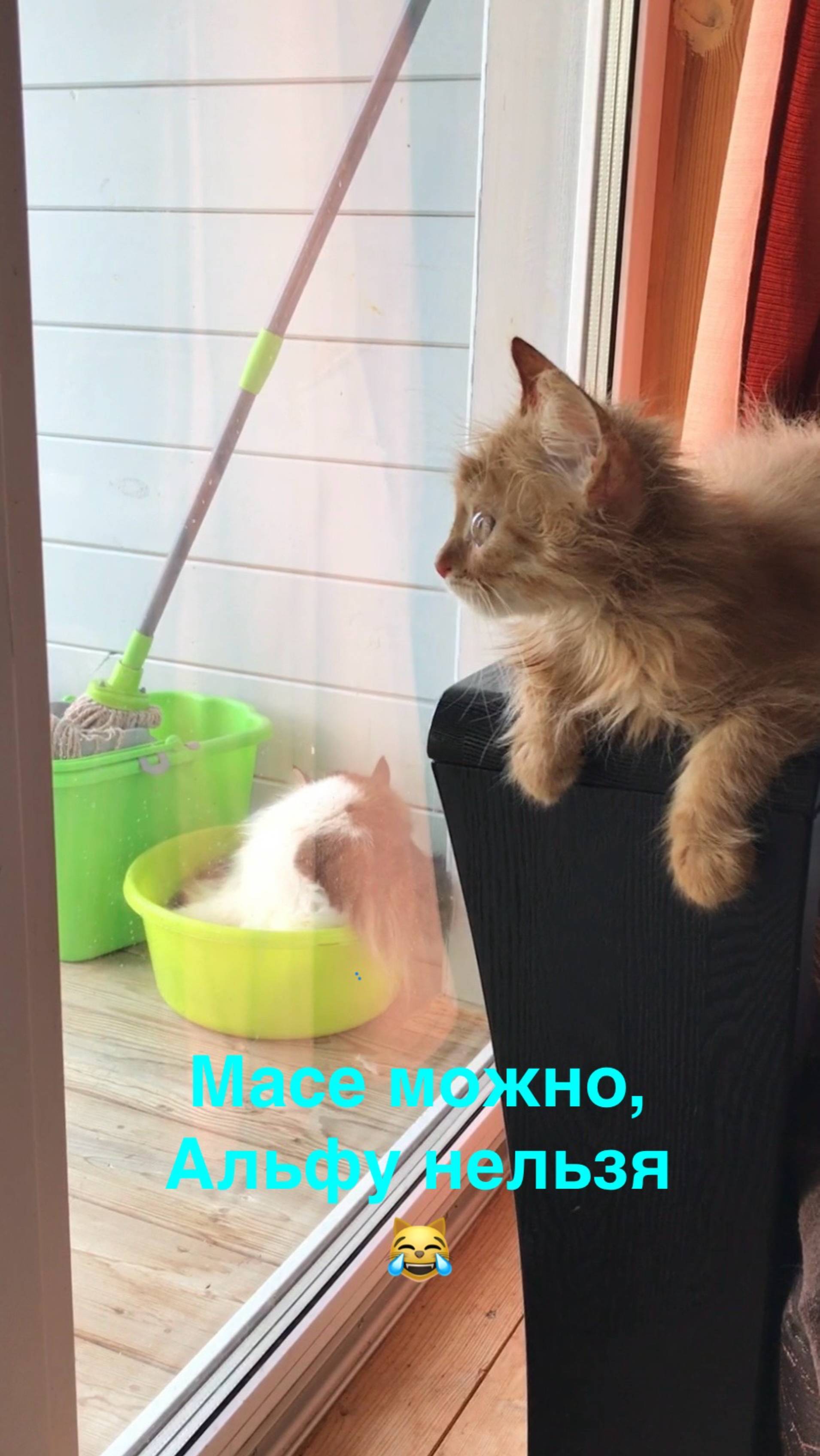 Масе можно, Альфу нельзя