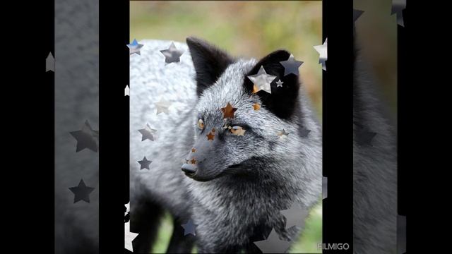 лиса смотреть онлайн