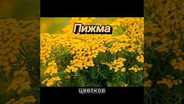 Противопаразитарные растения.Глисты, паразиты, грибки, кандиды. Часть 2