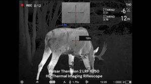 HD Thermal - Pulsar Thermion 2 LRF XL50 - 1024x768 pixels