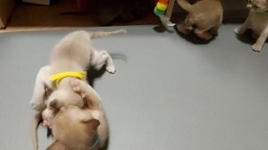 Кошачьи единоборства