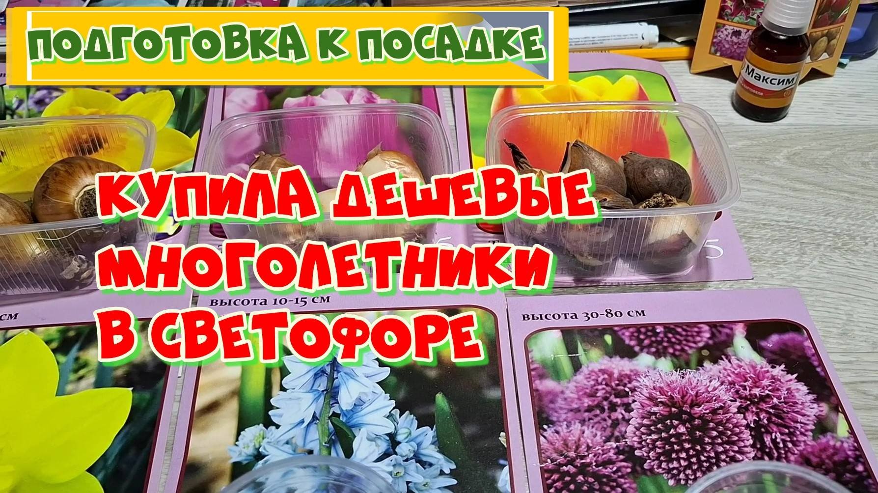 МНОГОЛЕТНИКИ ИЗ СВЕТОФОРА.ЛУКОВИЧНЫЕ