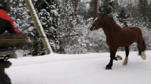 Владимирский тяжеловоз Легендарный +79206244177