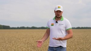 Как получить рекордный урожай зерновых? Ликвилайзер! Рецепт идеальной подкормки пшеницы