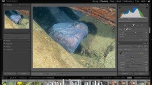 Master Non-Destructive Editing: Lightroom Techniques for Underwater Photographers