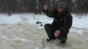 Забрались глубоко в лесотундру на речку в которой рыбы просто тьма. Язь окунь сорога на мормышку.