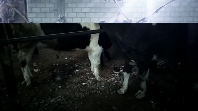 🔥 Гулакандоз мол бозори 🐂 Наввос ⭐ Сигир 🌠Прец нархлари Пгт Пролетарск Дж Расулов 6 01 2022 й