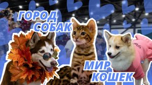 Выставка ГОРОД СОБАК + МИР КОШЕК | Крылач