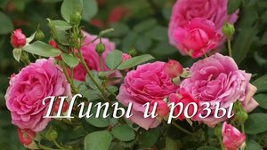 Притча"Шипы и розы".