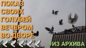 Николаевские голуби в Каменоломни. Показ своих голубей вечером во дворе.