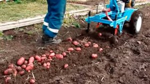 Картофель выращенный на сене