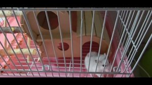 Пуша — сделано в Clipchamp