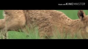 Ғалым Мұхамедин - "Жез киік"