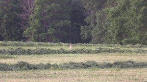 Coyote Hunting - Sunrise coyote stand behind the barn yard