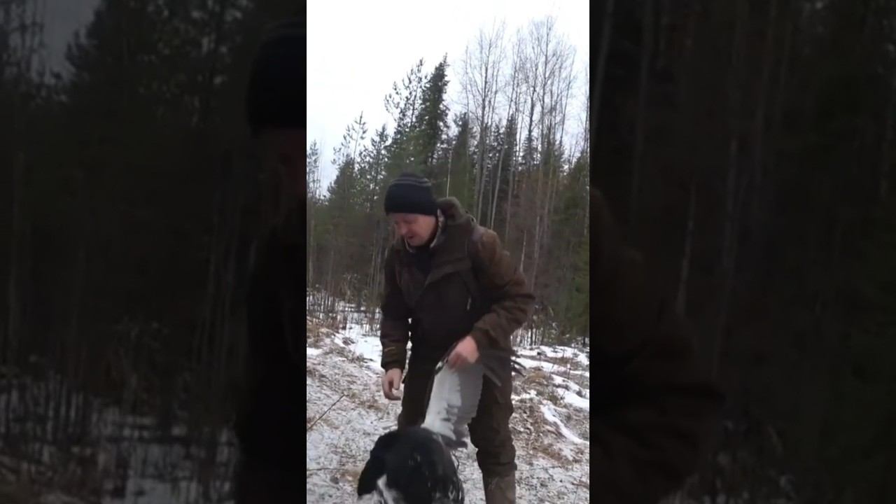 Добрый глухарь смотреть онлайн