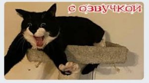 Приколы с котами! С ОЗВУЧКОЙ! - СМЕШНЫЕ КОТЫ и собаки! Самые смешные животные!