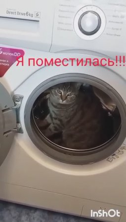 Бася в стиральной машине. Ч. 2 #shorts #животные #котики #cat #кошечки #котенок #кошка #catvideo