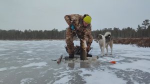 ПЕРВЫЙ ЛЁД Охота за зубастой ЦАРИЦЕЙ таёжных озёр | Ну что Бесмертные погнали