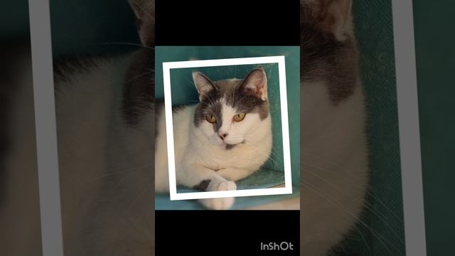 *ДОМА* Кошечка Даша в поисках дома!