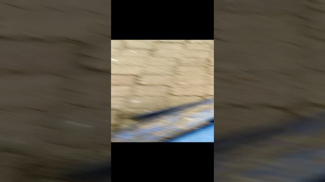 голуби 2