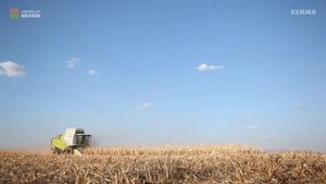 CLAAS Tucano на уборке кукурузы.