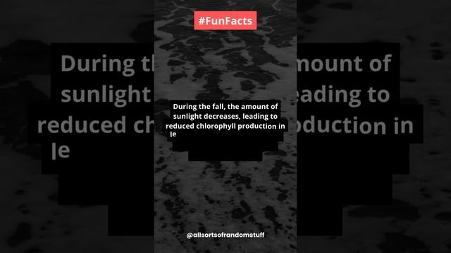 Why do leaves change color in the fall? #funfacts смотреть онлайн