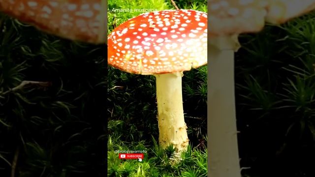 Amanita 🍄 Beautiful but Poisonous | Poisonous Mushroom 🍄 | #fungi #biologyexams4u #amanitamuscaria