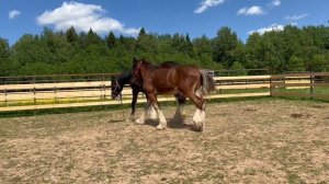 Шайры. Жеребчик и кобылка. +79206244177 продажа