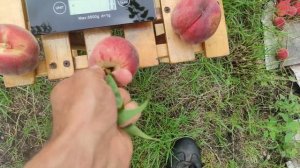 Персик Ред Робин(?)