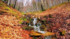 Autumn forest stream Meditation, landscapes, Deep sleep, Relaxing sounds