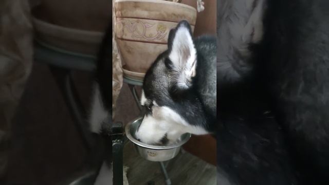 Почему авто с ГБО LPG прогревается на бензине? #гбо #lpg #бензин #прогрев смотреть онлайн