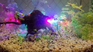 Рыбы в аквариуме