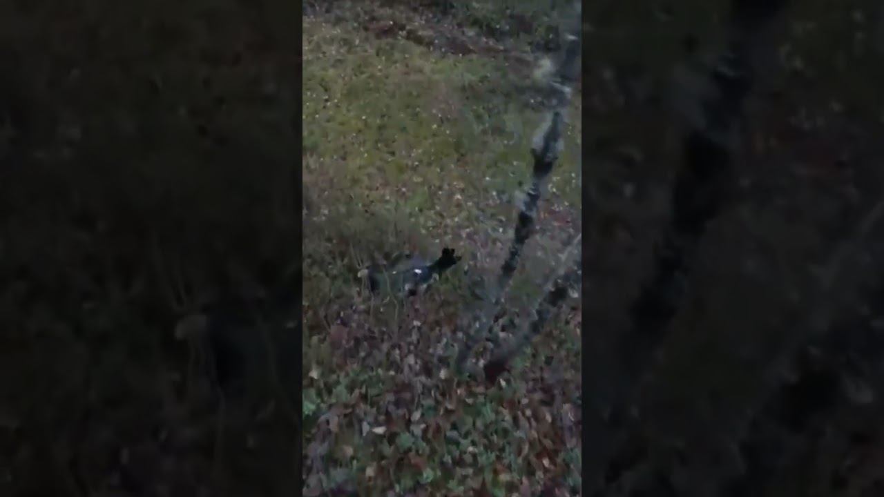 на ловца и птица сама летит смотреть онлайн