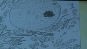 Твердислов В. А. - Основы биофизики - 8. Происхождение предшественников живых клеток. Мембраны