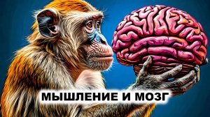 08.3. Эволюция мышления и мозга