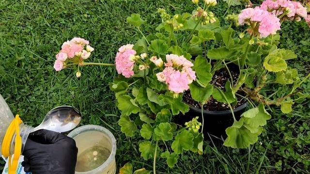 ВНЕСИ в ГЕРАНЬ и даже чахлый цветок сразу оживет позеленеет и зацветет смотреть онлайн